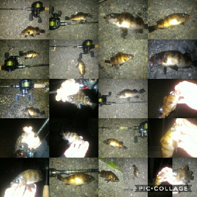 ちょこっとアーバンメバリング